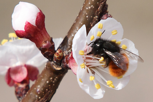 femmina di Osmia cornuta